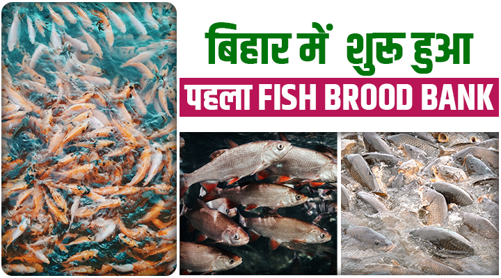 बिहार में मछली पालन की नई क्रांति: सीतामढ़ी में खुला राज्य का पहला Fish Brood Bank