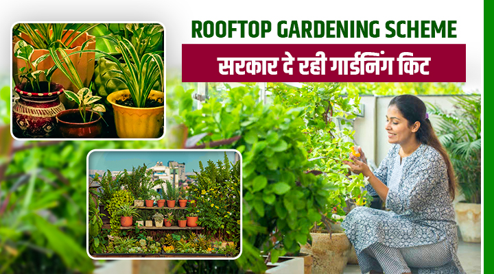 Rooftop Gardening Scheme : अब घर पर उगाएं सब्ज़ियां, यूपी सरकार फ्री में दे रही गार्डनिंग किट