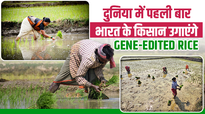 दुनिया में पहली बार भारत के किसान उगाएंगे Gene-edited Rice, ICAR का अमेरिकी कंपनी Corteva के साथ समझौता
