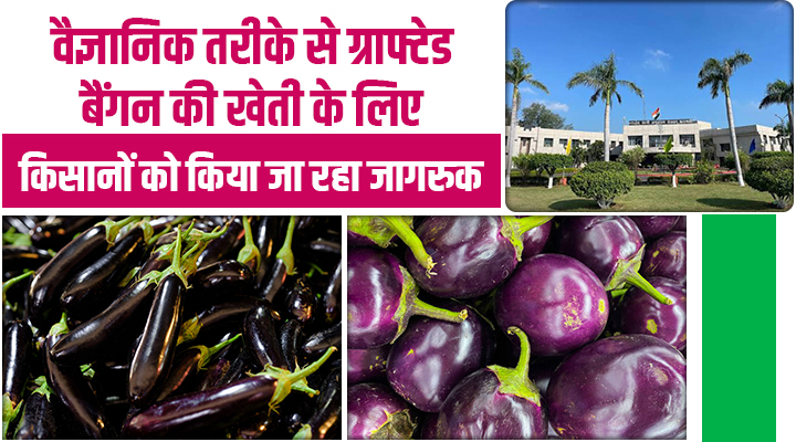 उत्तर प्रदेश के किसान अब बैंगन की खेती कर रहे ग्राफ्टेड तकनीक से, IIVR के वैज्ञानिकों ने दिए टिप्स