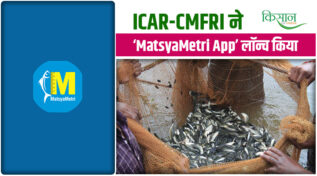 बिना टच किये मछली का Measurement! ICAR-CMFRI का 'MatsyaMetri'App बदल देगा Fisheries Research की तस्वीर