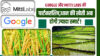 Google और Mitti Labs का बड़ा करार: धान के खेतों से मीथेन गैस की कटौती और पानी की बचत