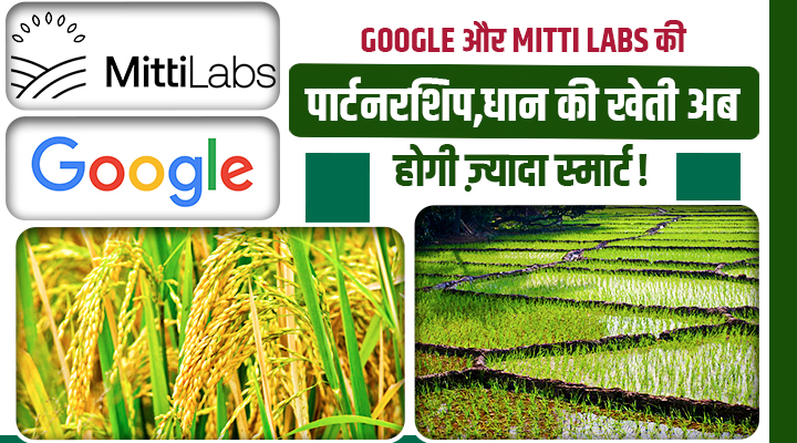 Google और Mitti Labs का बड़ा करार: धान के खेतों से मीथेन गैस की कटौती और पानी की बचत